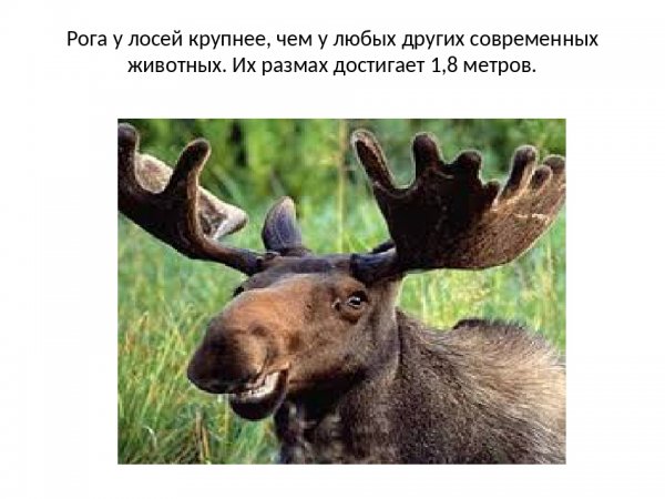 Интересные факты о лосях
