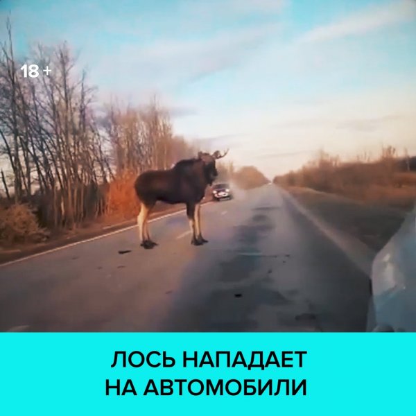 Лось нападает на автомобиль