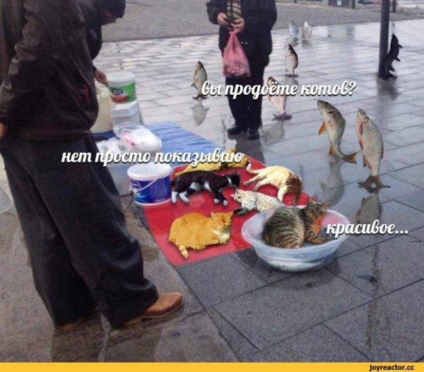 Рыбов продаете Мем