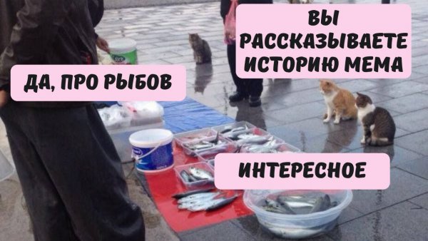 Мем про кота и рыбу