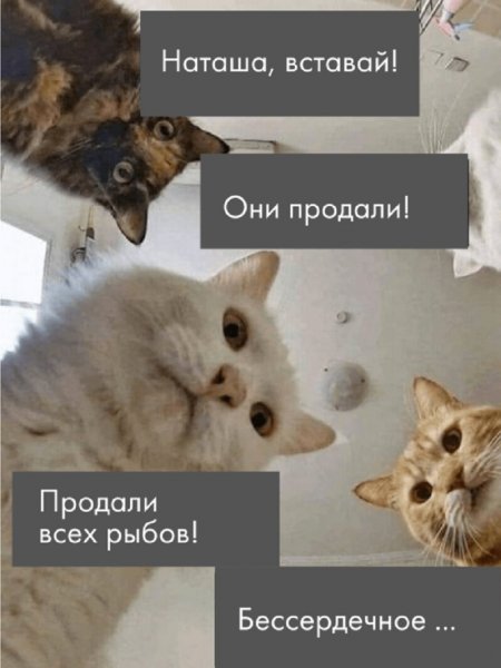 Мем коты Рыбов