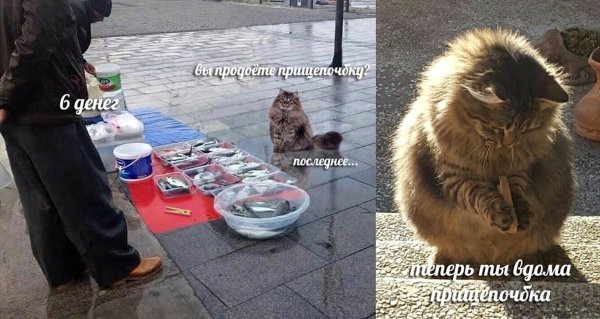Вы продаете Рыбов