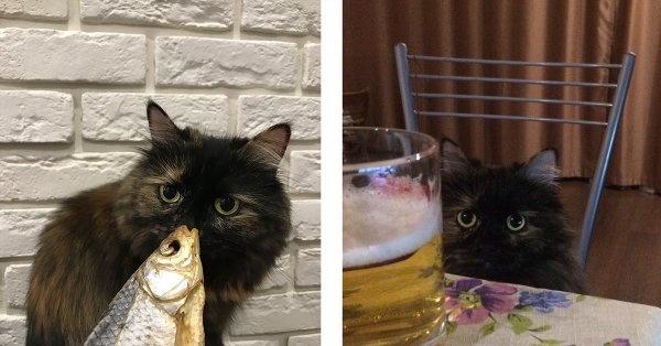 Greta Thunberg memes