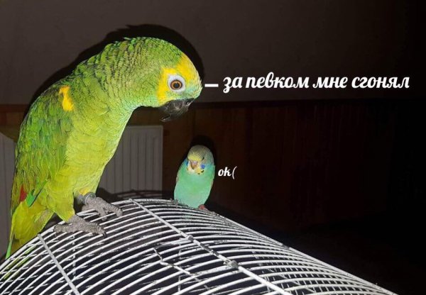 Мемы про попугаев (45 фото)