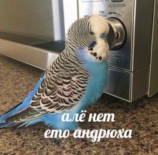 Мемесы с попугайчиками