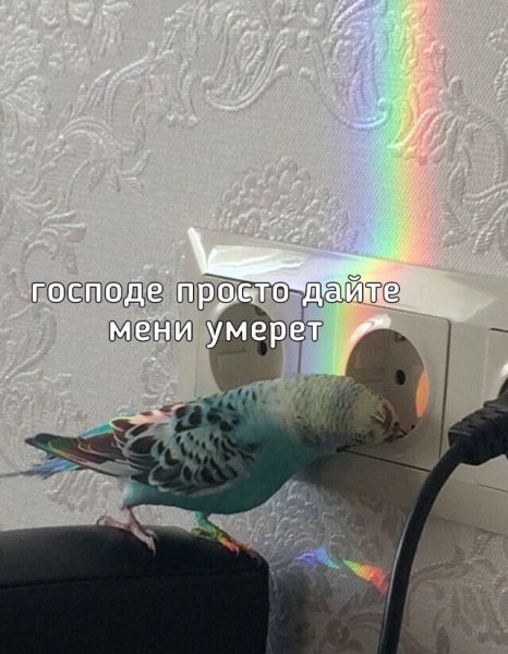 Попугай Мем