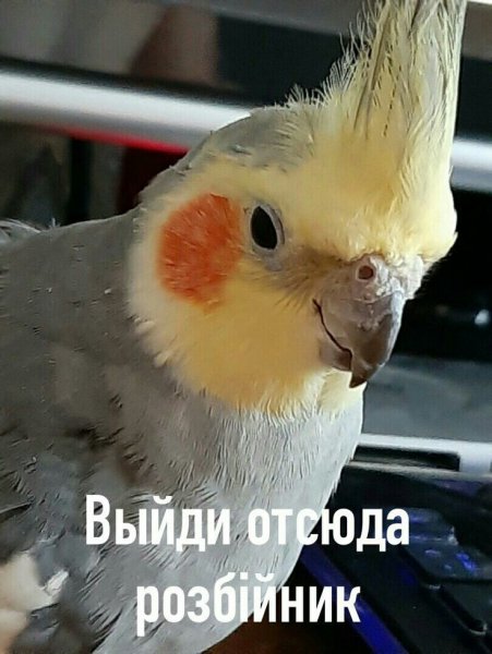 Мемы с попугаями кореллами