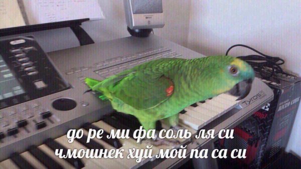 Мемы с попугаем