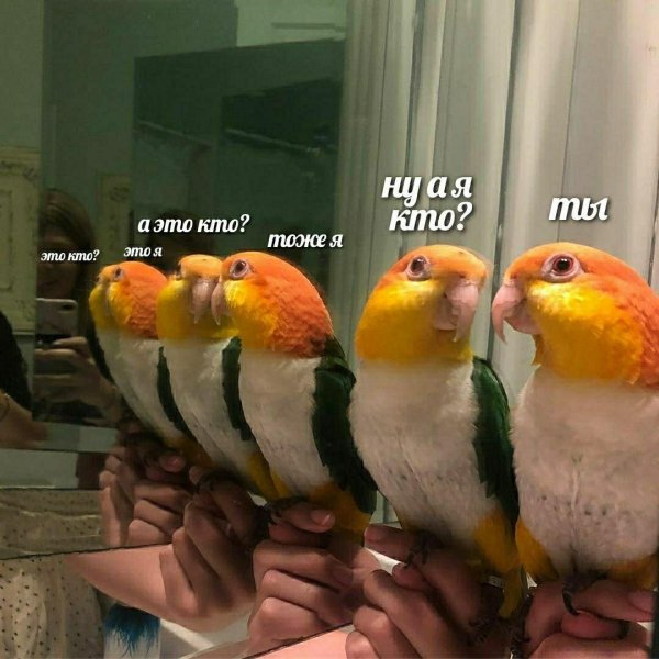 Мемы с попугаями