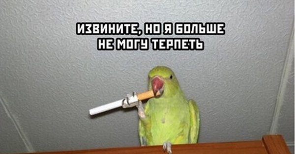 Попугай с сигаретой