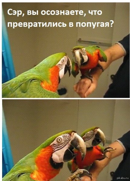 Попугай с надписью