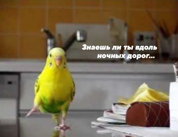 Мемы с попугаями