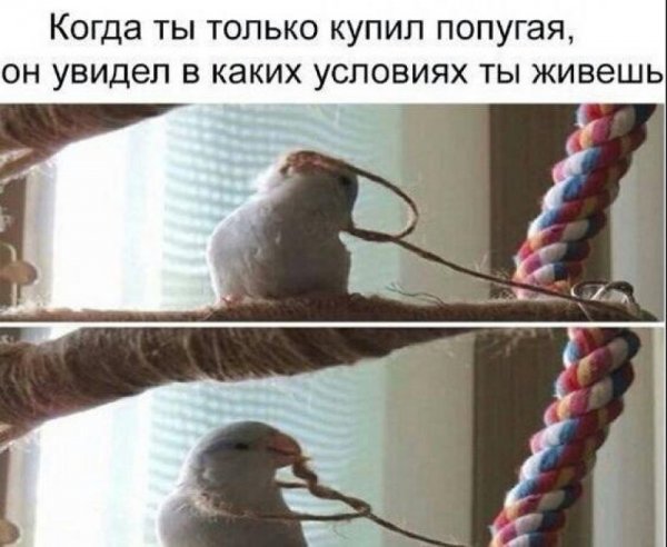 Смешные попугаи с надписями