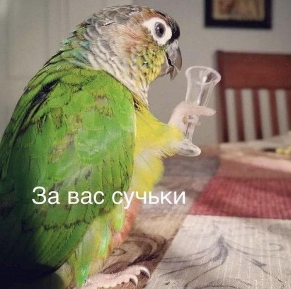 Мемы с попугаями