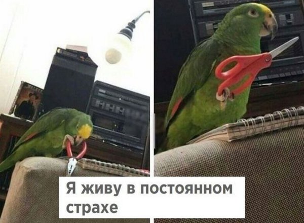 Смешные попугаи с надписями