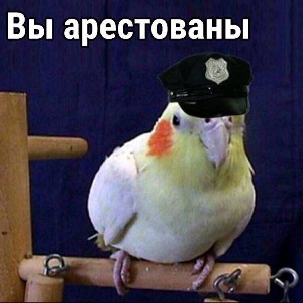Попугаи для важных переговоров