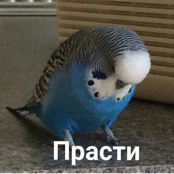 Попугай Мем