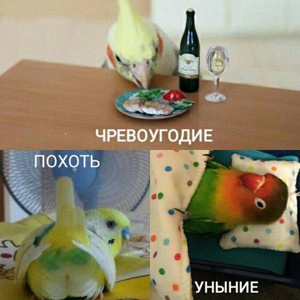 Попугай Мем