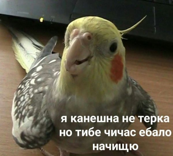 Мемы с попугаем