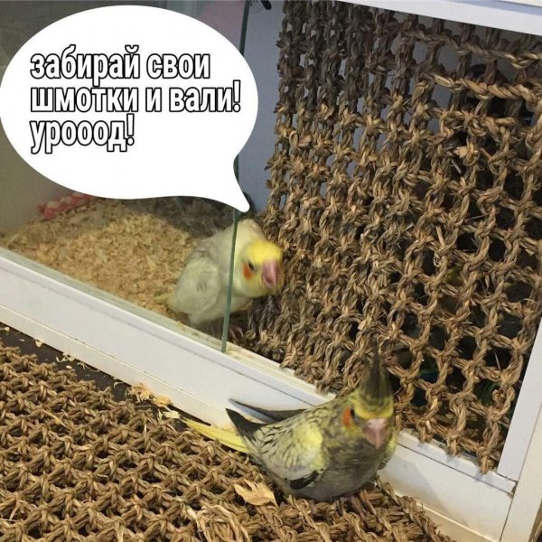 Мемы с попугаями есус