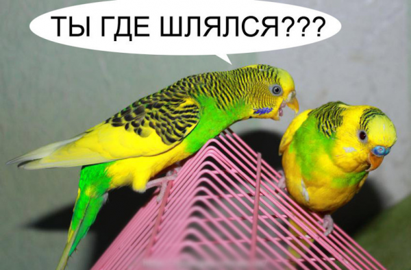 Волнистый попугай приколы