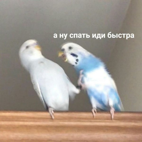 Пикчи с попугаями