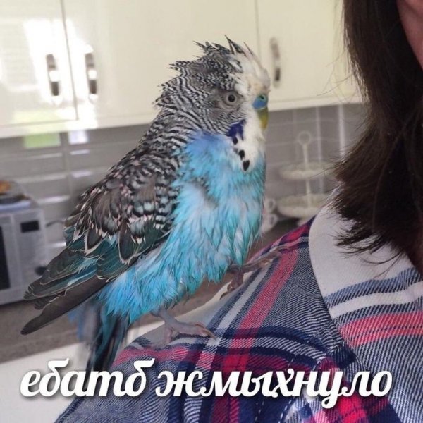 Мемы с попугаем