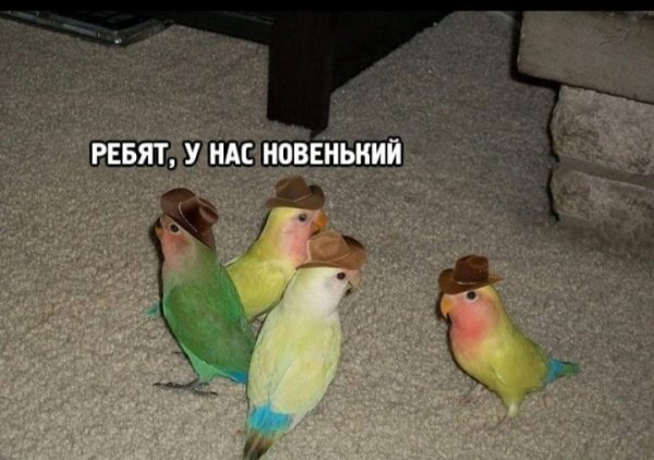 Попугай Мем