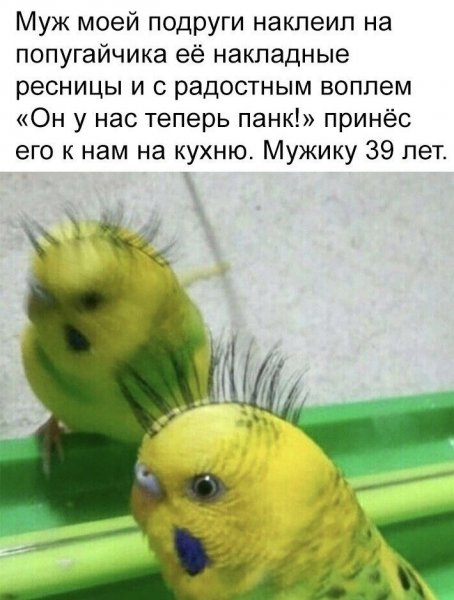 Смешные попугаи с надписями