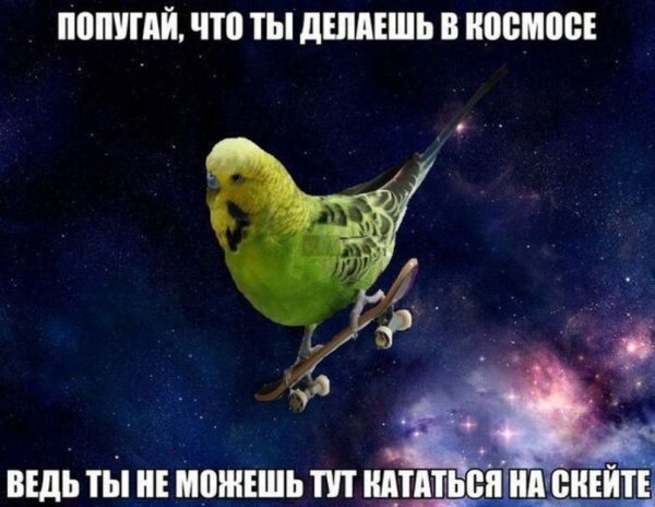Мемы с попугаями
