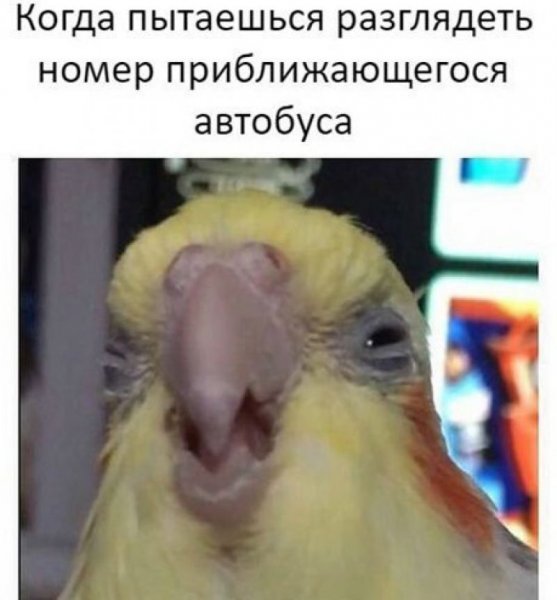 Смешные мемы с попугаем