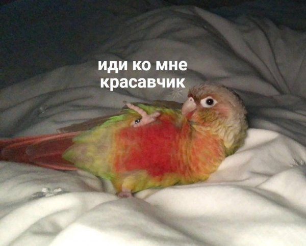 Смешные попугаи с надписями