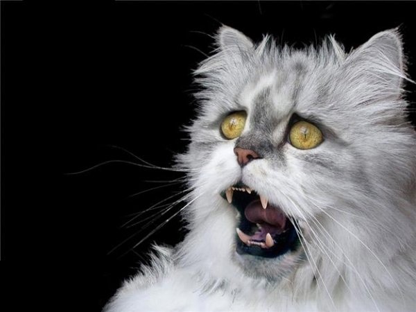 Коты в шоке