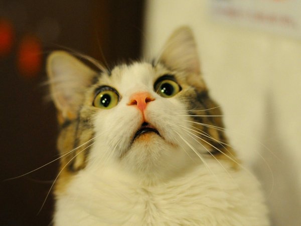 Удивленный кот