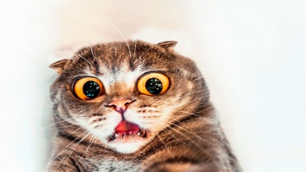 Что испугало кота