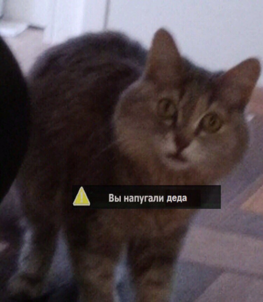 Удивленный кот Мем