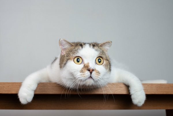Кот обалдел