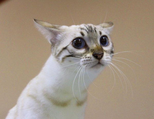 Кот Мем