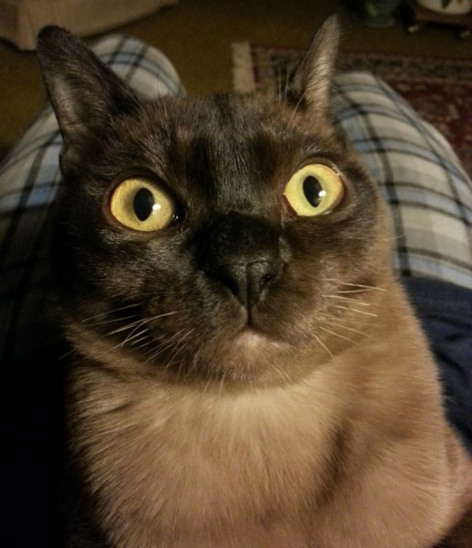 Напуганный котик