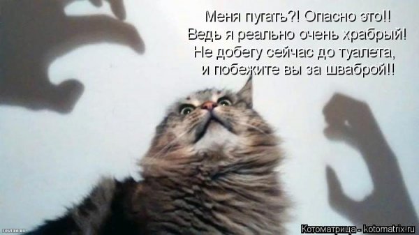 Кот в ужасе