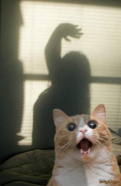 Котик боится