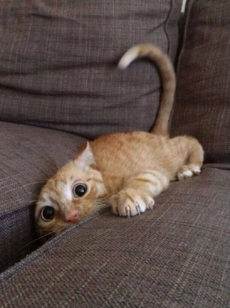 Кошка испугалась