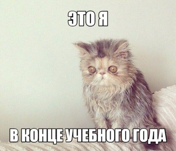 Кот выспался