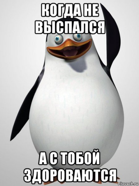 Пингвин привет