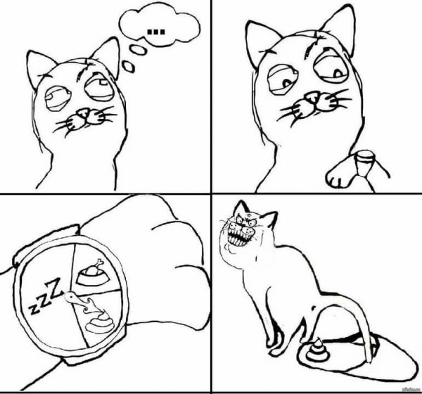 Мемы про котов поржать (49 фото)