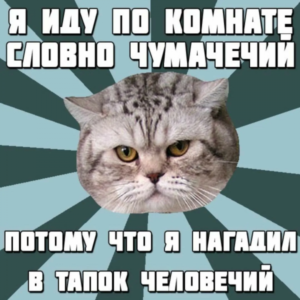 Мемы с котами без мата