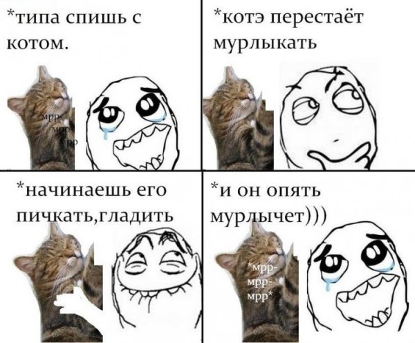 Мемы с котом