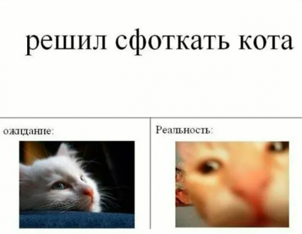 Смешные мемы про котов