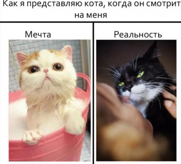 Смешные мемы с котами