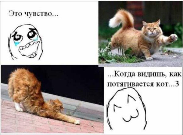 Коты мемы с надписями